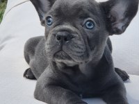 Blue French Bulldog Yavruları