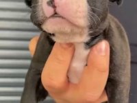 French Bulldog Yavrular , Balıkesir / Merkez
