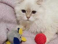 Orijinal ırk saf kan british longhair erkek
