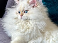 Saf kanlı aile şecereli british longhair