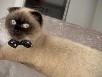 Kedim için dişi erkek arıyorum
