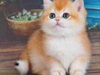 Portakal Renginde Golden British Shorthair
