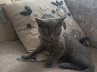 2 aylık dişi british shorthair
