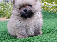 Pomeranian yavrumuz
