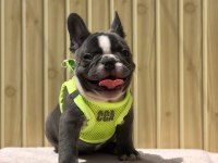 Egzotik French Bulldog Yavrular