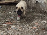 A kalite kangal yavrular detaylı bilgi için arayınız