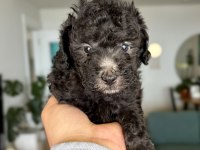 Silver Toy Poodle Show Seviye
