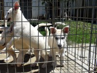 Beyaz Husky Yavrularımız