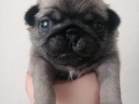 Pug yavrularımız ırk garantilidir