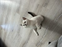 British shorthair ev ortamından