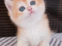 British Shorthair BY12 Dişi