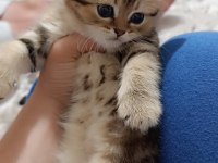 Uygun puanlı british golden tabby 50 günlük british longhair