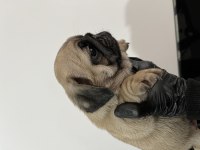 Üst kalite Pug Mops bebeler