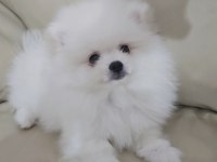 Beyaz Pomeranian Boo Erkek 2,5 Aylık