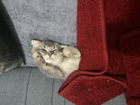 İki tane erkek yavru scottish fold