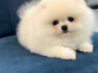 Sağlık Ve Irk Garantili Teddy Bear Boo