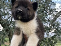 Muhteşem erkek akita bebek