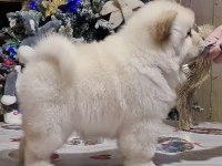 Şirin Çin Aslanı (Chow Chow) Yavrularım