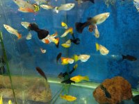 Lepistes moli kılıç neon tetra
