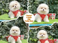Pomeranian Bebek Dişi