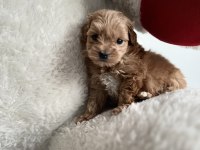 Teacup F1 Maltipoo