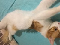 Sarman kedi ilanı