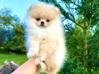 Teddy face pomeranian