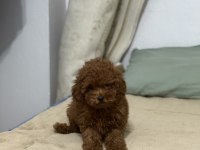 Anne 2700 baba 210 kg orjinal toy poodle kore kan