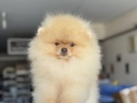 Pomeranian Boo Köpeği