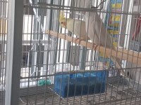 Albino litino takım sultan papağanı