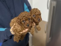 Mükemmel kalitede red ve dark redbrown poodle bebekler