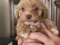 Kilo ve ırk garantili ticap maltipoo bebekler