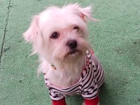 2 yaşında dişi maltipoo