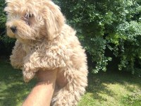 MALTİPOO YAVRULARI