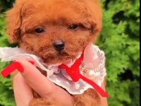 Kore Poodle Köpeği