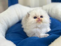 Showline British Longhair Bebeklerimiz