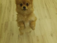 1 yaşında pomeranian kızımızı veriyoruz