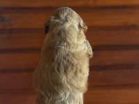 Tuvalet eğitimli Maltipoo Yavrusu
