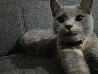 Acil Sahiplendirme British Shorthair Kedisi
