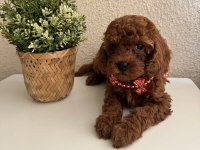Safkan Dişi Erkek Toy Poodle Yavrularım