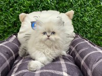 British longhair blue point yavrularımız