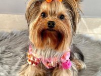 Teacup yorkshire terrier bebekler antalya