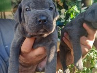 Blue Cane Corso Yavrularım