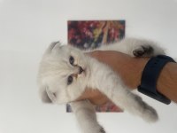 A kalite kan hattı düzgün scottish fold yavrular