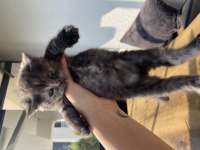 British Yavrular Shorthair