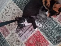 Minnaklarim 2 aylık mama ve kum eğitimleri mevcut