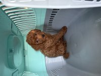 Toy poodle yavrumuz 2 aylık