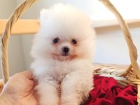 POMERANİAN BOO SÜT BEYAZ YAVRULAR