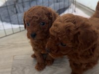 Özel Red Brown Mini Toy Poodle Yavruları
