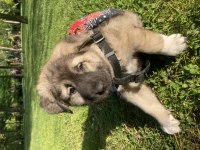 2 aylık bu yakışıklı köpeğimiz yeni yuvasını arıyor
